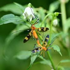 Attēlu rezultāti vaicājumam “Dictenidia bimaculata male”