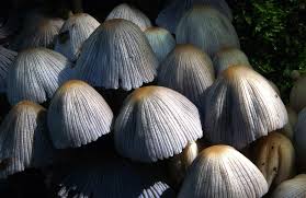Image result for coprinus