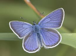 Attēlu rezultāti vaicājumam “Cyaniris semiargus male”