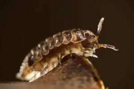 Attēlu rezultāti vaicājumam “Armadillidium pulchellum”