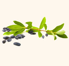 Attēlu rezultāti vaicājumam “Galium boreale fruit”