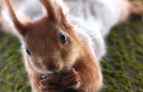 Картинки по запросу белку зажевало в диск