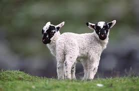 Attēlu rezultāti vaicājumam “Ovis aries”