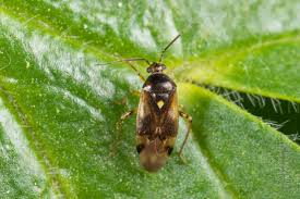 Attēlu rezultāti vaicājumam “Orthops basalis”