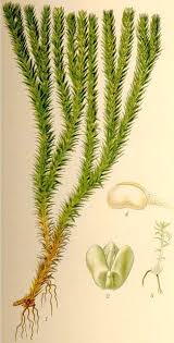 Attēlu rezultāti vaicājumam “Huperzia selago”