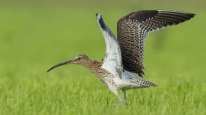 Attēlu rezultāti vaicājumam “Numenius arquata”