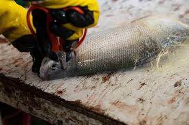 Image result for Coregonus artedi