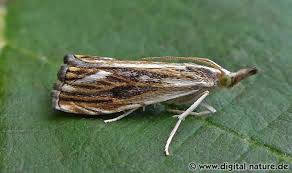 Attēlu rezultāti vaicājumam “Catoptria verellus”