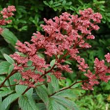 Image result for Rodgersia chocolate wings