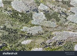 Attēlu rezultāti vaicājumam “Lecanora chlarotera”