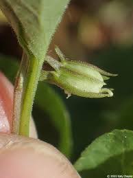 Attēlu rezultāti vaicājumam “Viola rupestris bud”
