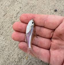 Image result for Paralichthys dentatus