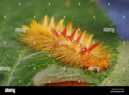 Attēlu rezultāti vaicājumam “Acronicta aceris”