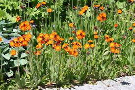Image result for Hieracium aurantiacum