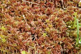 Attēlu rezultāti vaicājumam “Sphagnum russowii”