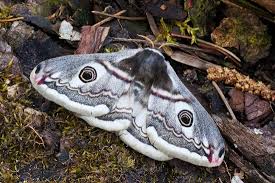 Attēlu rezultāti vaicājumam “Saturnia pavonia female”