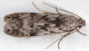 Attēlu rezultāti vaicājumam “Carpatolechia alburnella”