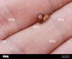 Attēlu rezultāti vaicājumam “Coccinella quinquepunctata”