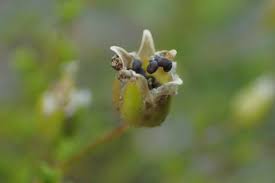 Attēlu rezultāti vaicājumam “Sagina nodosa flower”