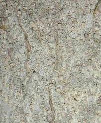 Attēlu rezultāti vaicājumam “Thelotrema lepadinum”