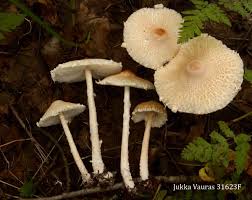 Attēlu rezultāti vaicājumam “Lepiota clypeolaria”