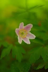 Attēlu rezultāti vaicājumam “Anemone ranunculoides bud”