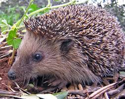 Image result for Igel