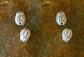 Attēlu rezultāti vaicājumam “Aleurochiton aceris”