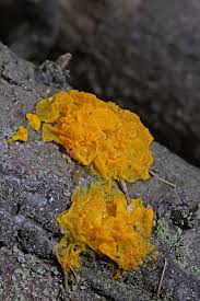 Attēlu rezultāti vaicājumam “Dacrymyces chrysospermus spores”