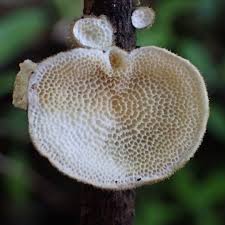 Attēlu rezultāti vaicājumam “Trametes hirsuta”