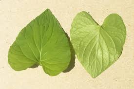 Attēlu rezultāti vaicājumam “Viola uliginosa leaf”