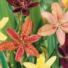 Image result for Pardancanda norrisii