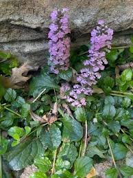 Attēlu rezultāti vaicājumam “Ajuga reptans flower”