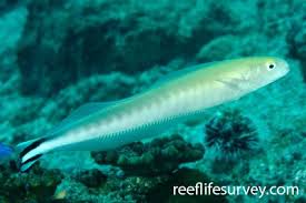 Image result for Malacanthus plumieri