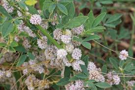 Attēlu rezultāti vaicājumam “Cuscuta epithymum subsp. trifolii flower”