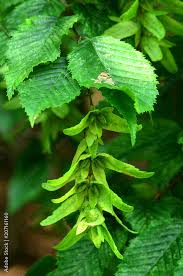 Attēlu rezultāti vaicājumam “Carpinus betulus fruit”