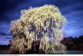 Attēlu rezultāti vaicājumam “Salix alba var. alba”