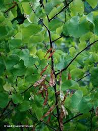 Attēlu rezultāti vaicājumam “Cercis siliquastrum”