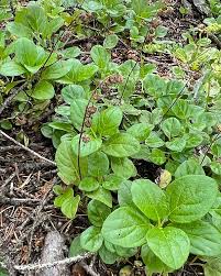 Attēlu rezultāti vaicājumam “Orthilia secunda fruit”