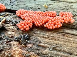 Attēlu rezultāti vaicājumam “Tubifera magna spores”