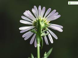 Attēlu rezultāti vaicājumam “Symphyotrichum x salignum”