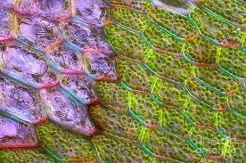 Attēlu rezultāti vaicājumam “Cinclidium stygium macro”