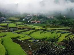 Image result for tanada