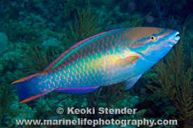 Image result for Scarus taeniopterus