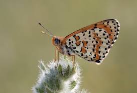 Attēlu rezultāti vaicājumam “Melitaea didyma underside”