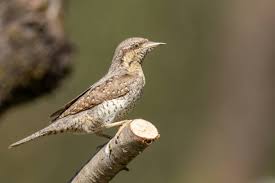 Attēlu rezultāti vaicājumam “Jynx torquilla”