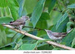 Attēlu rezultāti vaicājumam “Sylvia nisoria”