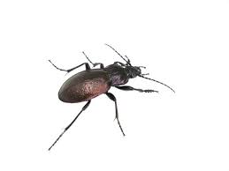 Attēlu rezultāti vaicājumam “Carabus hortensis”