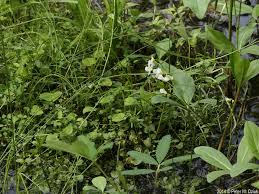 Attēlu rezultāti vaicājumam “Cardamine pratensis flower”