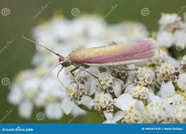 Attēlu rezultāti vaicājumam “Oncocera semirubella”